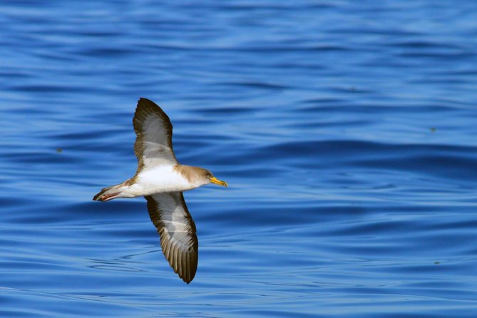 Private 2 hour Whale Watching Tour - Responsible whale watching in practice, not just in slogans