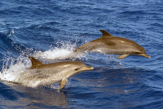 Private 2 hour Whale Watching Tour - Photos by email: a smarter way to enjoy the sighting