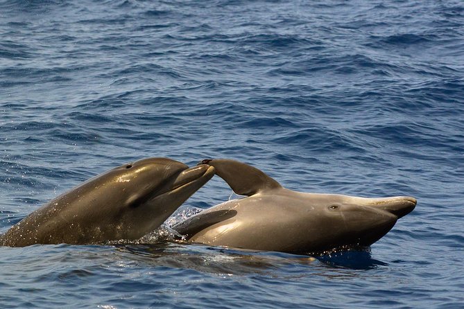 Private 2 hour Whale Watching Tour - Guides you might meet, and what their style adds