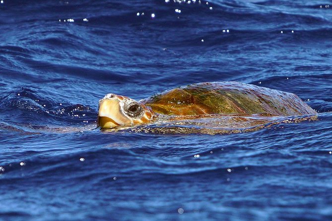 Private 2 hour Whale Watching Tour - What to bring and how to stay comfortable on a small boat