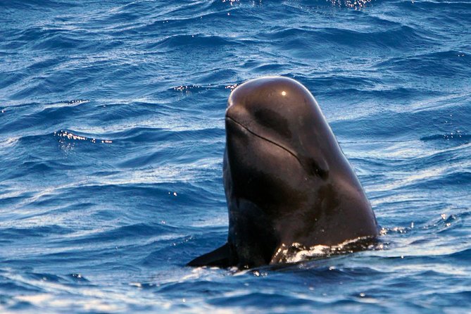 Private 2 hour Whale Watching Tour - What you might see in Tenerife waters