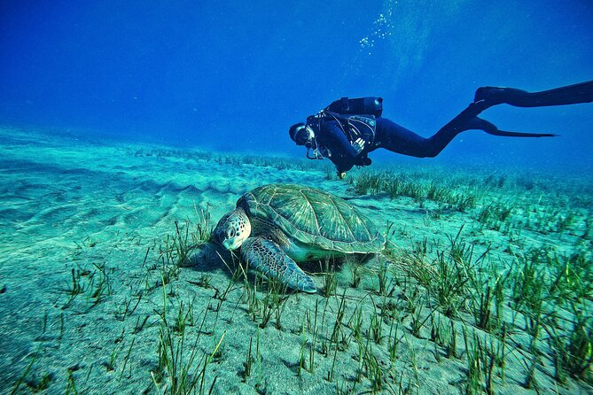 Private Scuba Diving in Tenerife – Certified Instructor & Photos - Key highlights at a glance