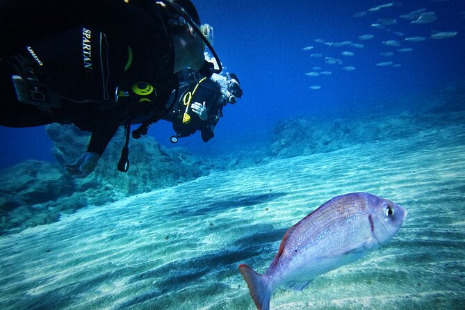 Private Scuba Diving in Tenerife – Certified Instructor & Photos - What to bring, what to wear, and small comfort wins