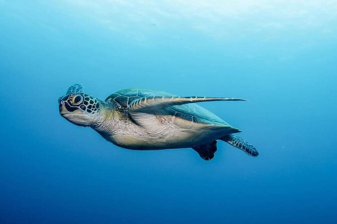 Private Scuba Diving in Tenerife – Certified Instructor & Photos - Good for beginners, but who should book it?