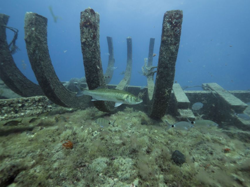 Puerto de Mogán: Submarine Tour - Who This Submarine Tour Fits Best (and Who Should Rethink It)