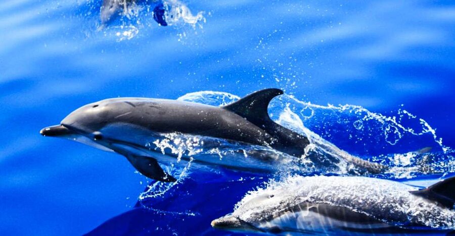Puerto del Carmen: Dolphin-Watching Speedboat Tour with Swim - Key things to know before you go