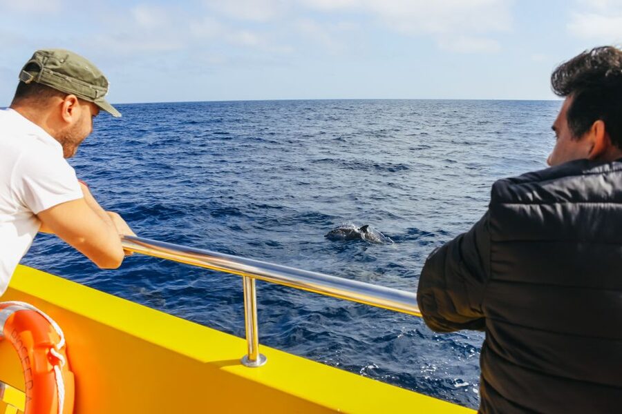 Puerto del Carmen: Dolphin-Watching Speedboat Tour with Swim - Practical Stuff You Need to Plan for