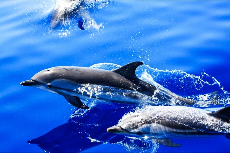 Puerto del Carmen: Dolphin-Watching Speedboat Tour with Swim - Getting On Board in Puerto del Carmen, Safety, and Comfort Tips