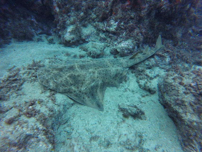 Puerto Del Carmen: Try Scuba Diving with 2 Dives and Photos - Underwater session one: 6 meters, 30 to 40 minutes of confidence