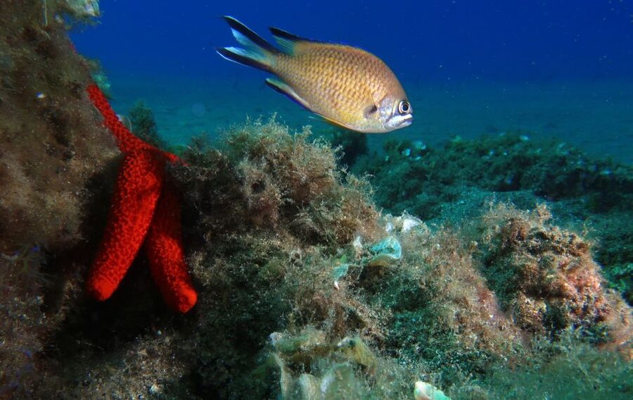 Puerto Del Carmen: Try Scuba Diving with 2 Dives and Photos - Underwater session two: up to 12 meters and a bigger menu of sea life