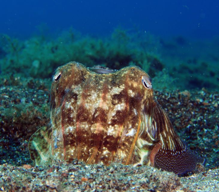 Puerto Del Carmen: Try Scuba Diving with 2 Dives and Photos - Safety and comfort tips that help you enjoy it, not just survive it