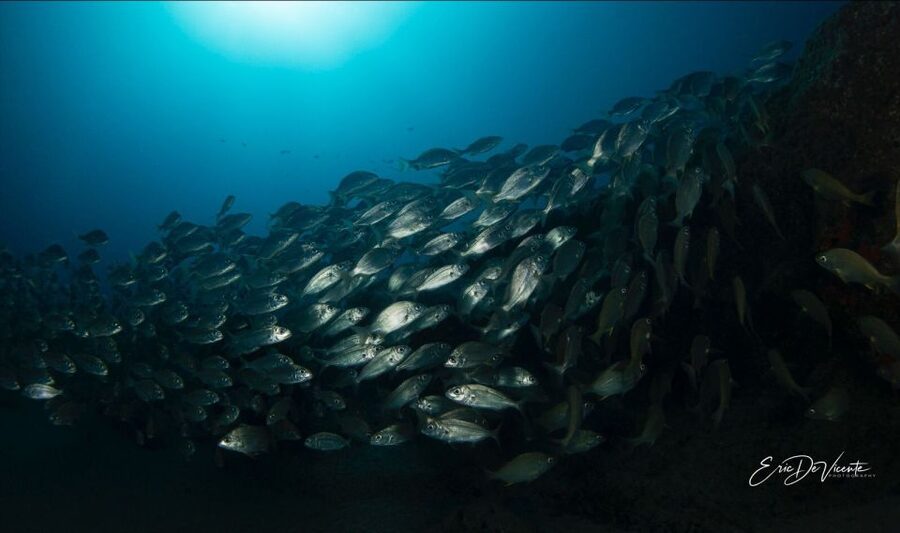 Puerto Del Carmen: Try Scuba Diving with 2 Dives and Photos - Finding the meeting spot at Playa Chica (it is not the shop)