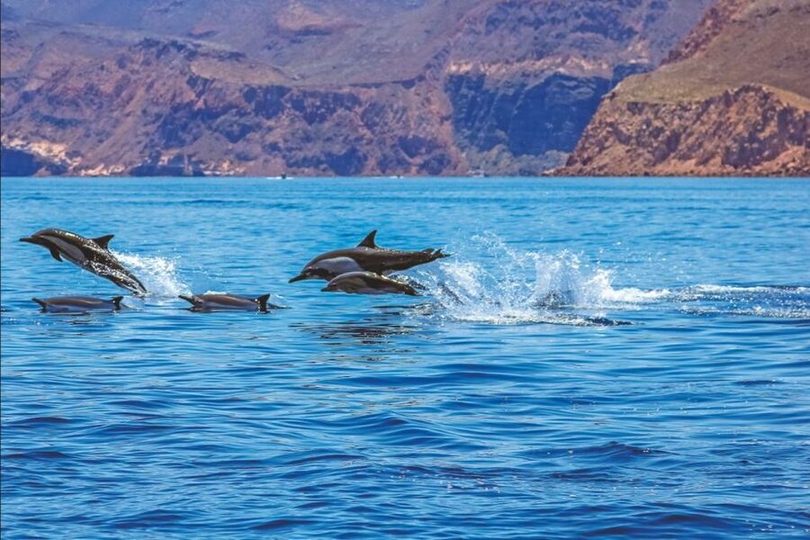 Puerto Rico : 2 hour Dolphin Catamaran Excursion - The crew vibe: calm, friendly, and captain-focused