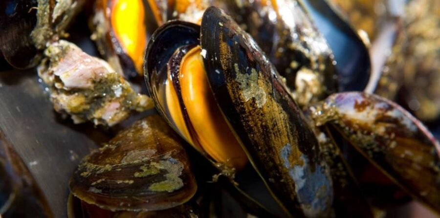 Ría de Arousa: Boat Ride to Mussel Farm with Tasting - Who This Mussel Farm Cruise Fits Best