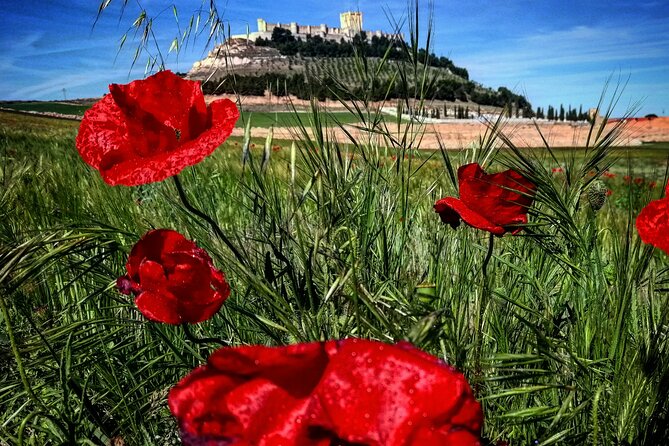 Ribera del Duero:4 Wineries, tasting & Lunch included from Madrid - Stops 4 and 5: Nabal and Valdubon, Traditional and Modern Tastes