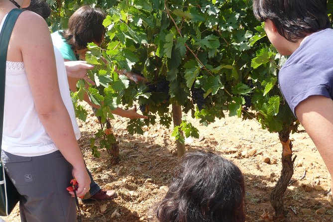 Ribera del Duero Wineries Guided Tour & Wine Tasting from Madrid - Aranda de Duero Winery Visit: From Grape to Bottle