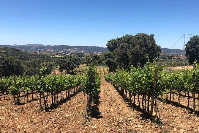 Ronda Day Tour and Winery Visits from Marbella - Key Points I’d Use to Decide