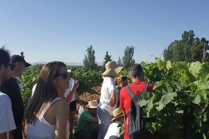 Ronda Day Tour and Winery Visits from Marbella - Your Day Starts in Marbella, Then Climbs to Ronda