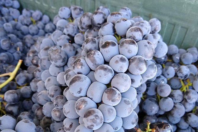 Ronda Day Tour and Winery Visits from Marbella - Winery Stop Two: Cortijo Los Aguilares, Then Award-Winning Sampling