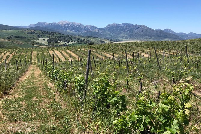 Ronda Day Tour and Winery Visits from Marbella - Timing: When to Plan for the Two-Plus Hours in Ronda