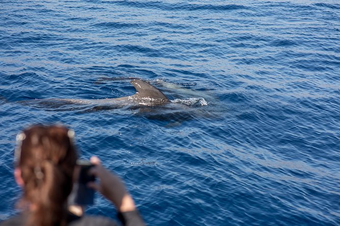 Royal Delfin - 2Hour Sustainable Dolphin & Whale Watching Mini Cruise - The Photo Sales Moment: Enjoy It, Or Skip It