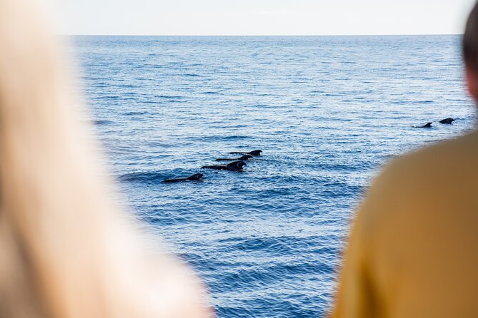 Royal Delfin - 2Hour Sustainable Dolphin & Whale Watching Mini Cruise - Timing Tips for a Smooth 10:30 am Start