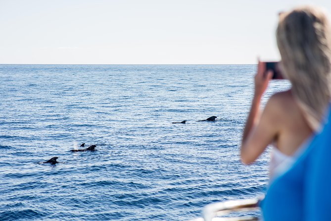 Royal Delfin - 4'5H Dolphin & Whale Watching - Los Gigantes Masca - Lunch & Swim - Key things you should know before you go