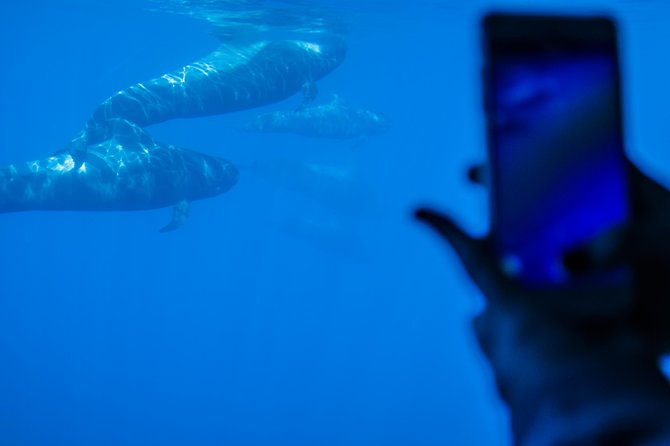 Royal Delfin - 4'5H Dolphin & Whale Watching - Los Gigantes Masca - Lunch & Swim - Wildlife success is never guaranteed, but you can stack the odds