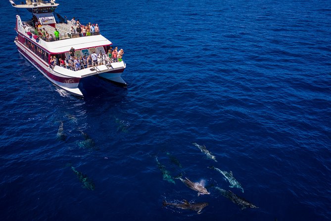 Royal Delfin - 4'5H Dolphin & Whale Watching - Los Gigantes Masca - Lunch & Swim - Price value on this 4.5-hour Tenerife outing