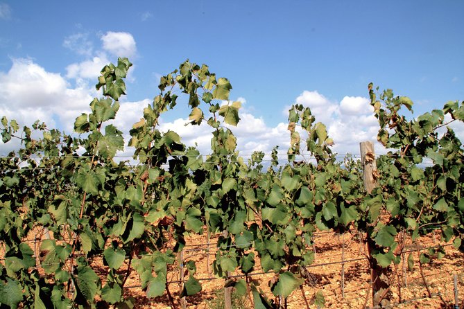 Sa Clasta Mallorca Wine Tours - Guide names you may meet and why that matters for the day