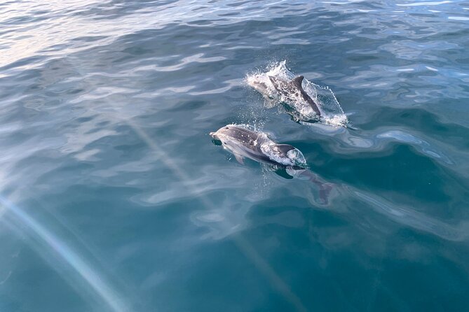 Sailing Adventure: Sailing, Dolphins and Relaxation with Drinks - Key Highlights You Should Know