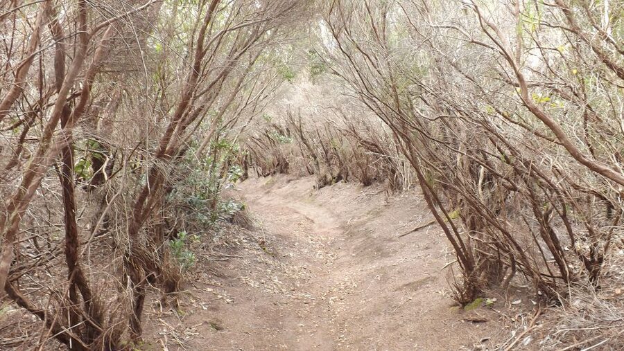 Santa Cruz de Tenerife: 2-Hour Hiking Tour in Anaga Forest - Entering Anaga’s laurel forest, where the air does the talking