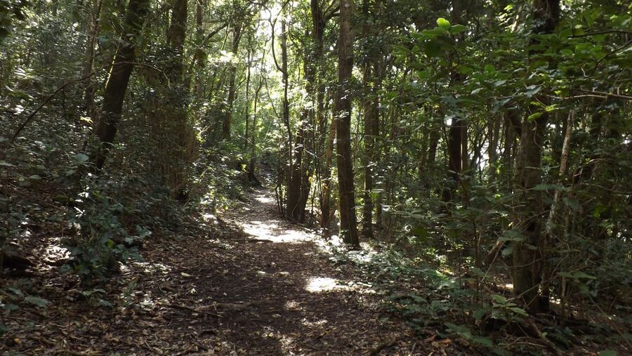 Santa Cruz de Tenerife: 2-Hour Hiking Tour in Anaga Forest - What makes the guide a big deal: stories, ecology, and humor