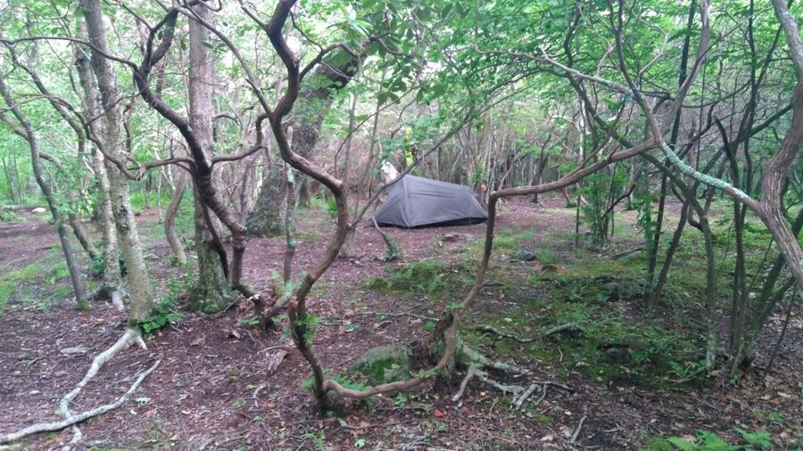 Santa Cruz de Tenerife: 2-Hour Hiking Tour in Anaga Forest - Flora and fauna you can actually look for (without pretending to be a biologist)