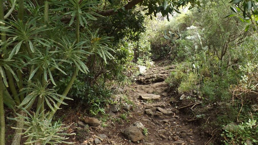 Santa Cruz de Tenerife: 2-Hour Hiking Tour in Anaga Forest - What to bring (and what to skip) for comfort in Anaga