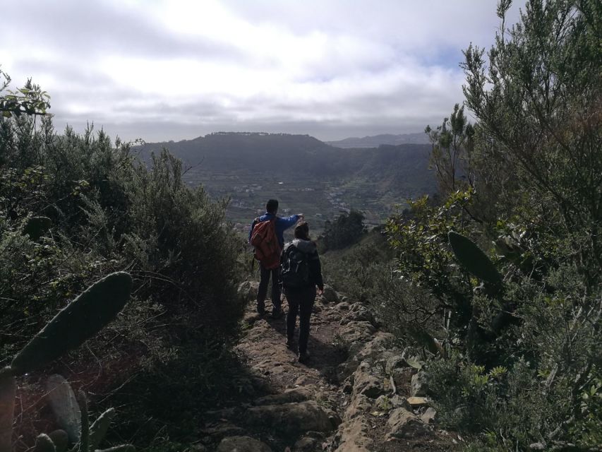 Santa Cruz de Tenerife: 2-Hour Hiking Tour in Anaga Forest - Who this hike suits best (and who should choose something else)