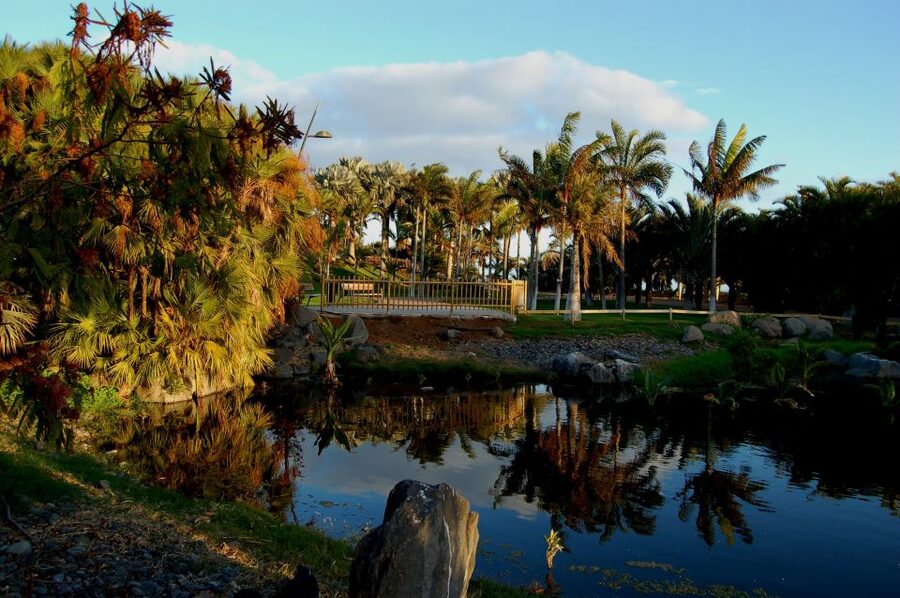 Santa Cruz de Tenerife Palmetum Entry Ticket - The palms are the headline, and they are arranged by origin