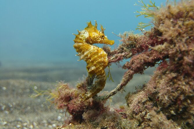 Scuba Diving Experience for Beginners in Gran Canaria - Price and value for a 3 hour beginner session