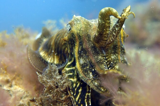 Scuba Diving Experience for Beginners in Gran Canaria - Should you book this try scuba in Gran Canaria?