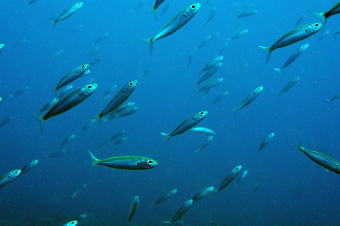 Scuba Diving in Lanzarote (for certified divers only) - Two Underwater Sessions at Playa Chica: How the Morning Unfolds