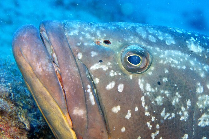 Scuba Diving in Lanzarote (for certified divers only) - What You’ll See Underwater: Volcanic Terrain, Reefs, and Lots of Life