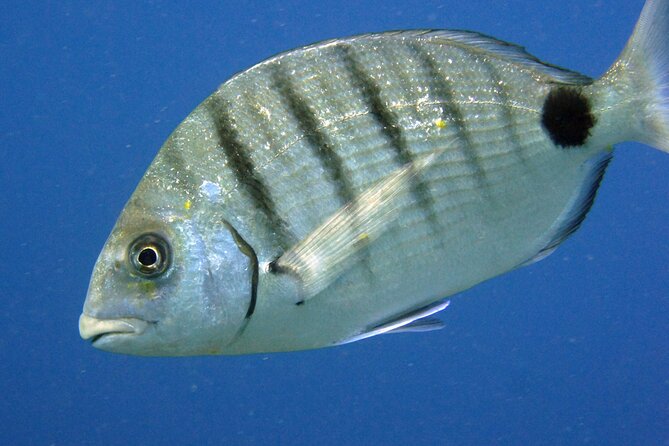 Scuba Diving in Lanzarote (for certified divers only) - Who This Is Best For (and Who Should Choose Another Option)