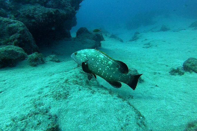 Scuba Diving in Lanzarote (for certified divers only) - Meeting in Tías: Finding C. Bajamar, 2 at 8:15 am