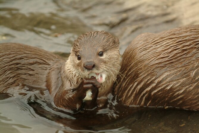 Sealife Benalmadena Entrance Ticket - The Interactive Rockpool Experience: Where Kids Want to Spend Time
