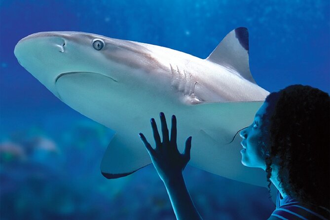 Sealife Benalmadena Entrance Ticket - Price and What You Actually Get for $25.23
