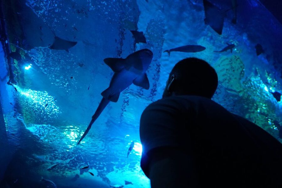 Seville Aquarium Admission Ticket - Ticket value at about $20 per person
