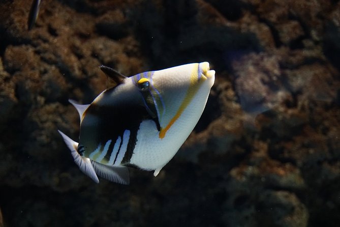Seville Aquarium Admission Ticket - 40 aquariums and 7,000 animals, does it feel crowded?