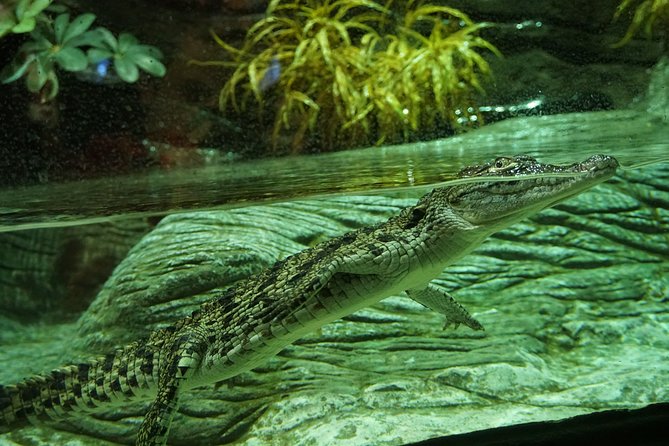 Seville Aquarium Admission Ticket - Walking under the 9-meter shark tank