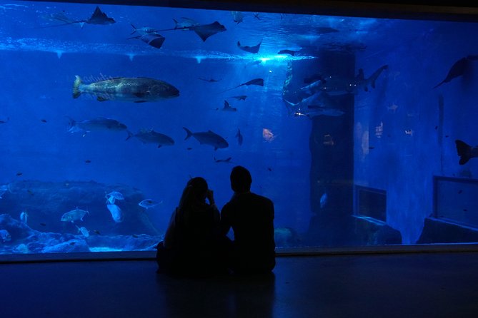 Seville Aquarium Admission Ticket - Axolotls: the rare “water guardian” you cannot forget