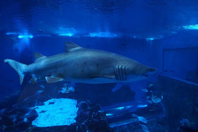 Seville Aquarium Admission Ticket - The five themed zones: Guadalquivir, Atlantic, Amazon, Pacific, Indo-Pacific